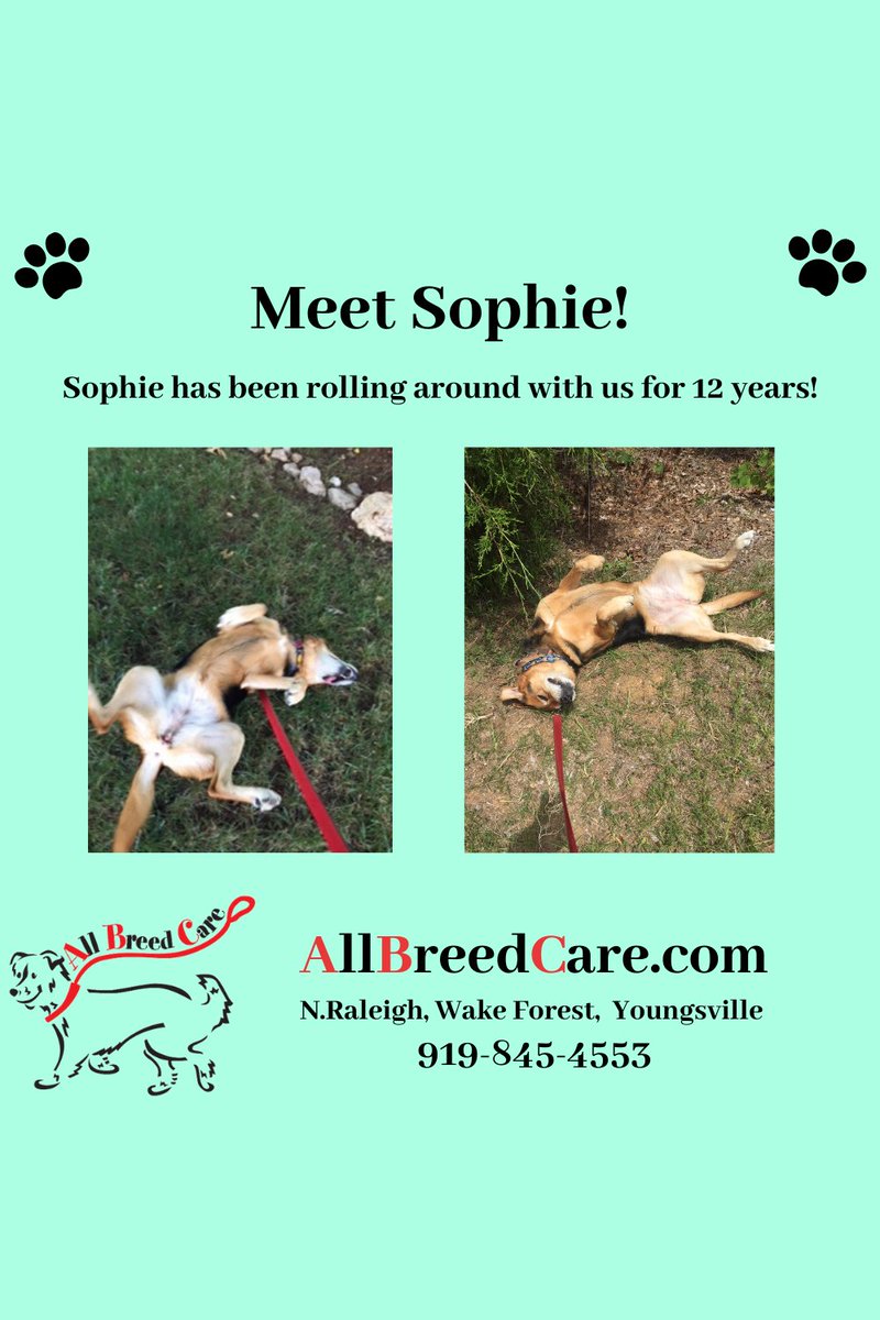 AllBreedCare's tweet image. #CuteDogsofTwitter
#SophieLovesToRoll
#RaleighDogWalker
#AllBreedCare