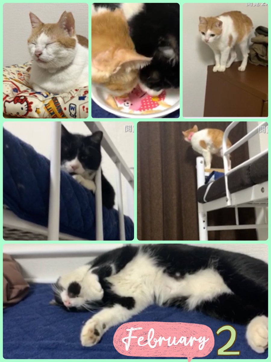 ちゅー猫チャンネル