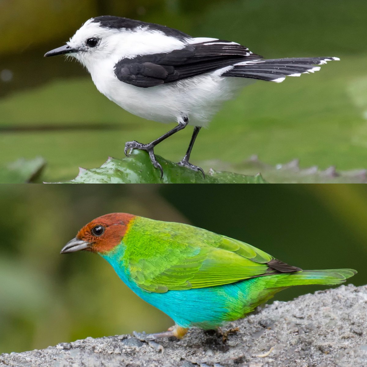 diegoetorres's tweet photo. La impresora de la naturaleza para pajaritos viene en dos opciones: blanco y negro y la de color. https://t.co/ZrwkndoUip
