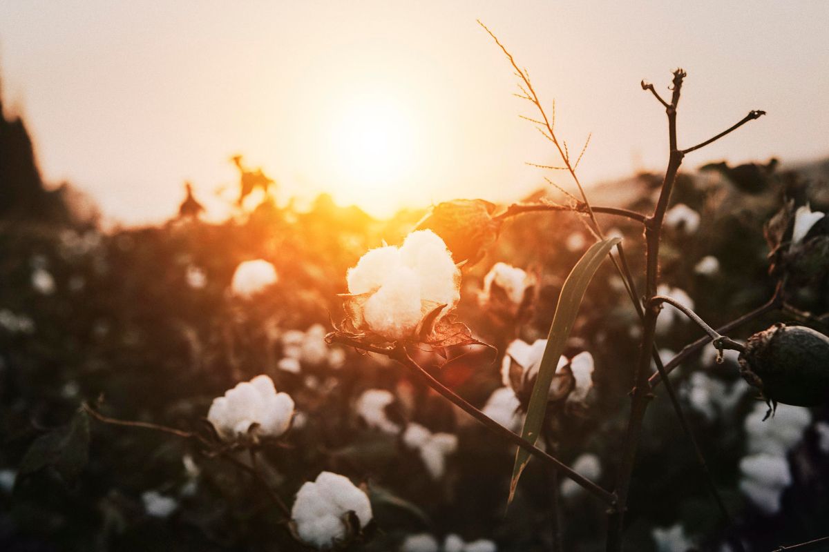 CottonInc's tweet photo. Unlike man-made fibers such as polyester and rayon, #cotton is natural and grown from the earth. It comes directly from a plant, distinguishing it from fibers created in a lab or made from crude oil. Be sure to check your labels for cotton. https://t.co/ddSBQ8ex47 https://t.co/4XTuqtCUkr