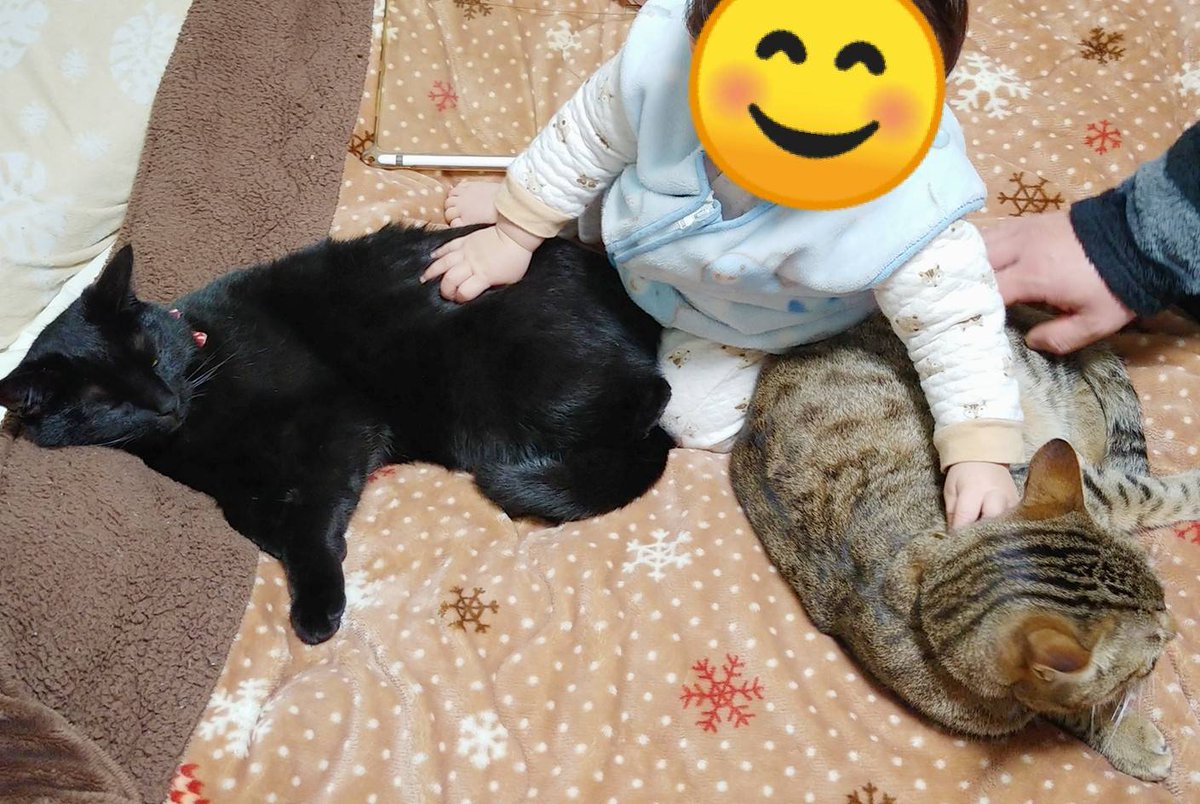 仔猫を拾ったので 656日目 寛ぐキジトラと黒猫の間に1歳児を座らせた配偶者 前回の反省を踏まえ注意深く見守る配偶者と 前回 猫パンチ 甘 を喰らった為か恐る恐る といった動作でキジトラに触れる1歳児 でもキジトラが大人しくしてるから調子に乗っ 仔猫を拾ったので 656日目 寛ぐキジトラと黒猫の間に1歳児を座らせた配偶者 前回の反省を踏まえ注意深く見守る配偶者と 前回 猫パンチ 甘 を喰らった為か恐る恐る といった動作でキジトラに触れる1歳児 でもキジトラが大人しくしてるから調子に乗っ