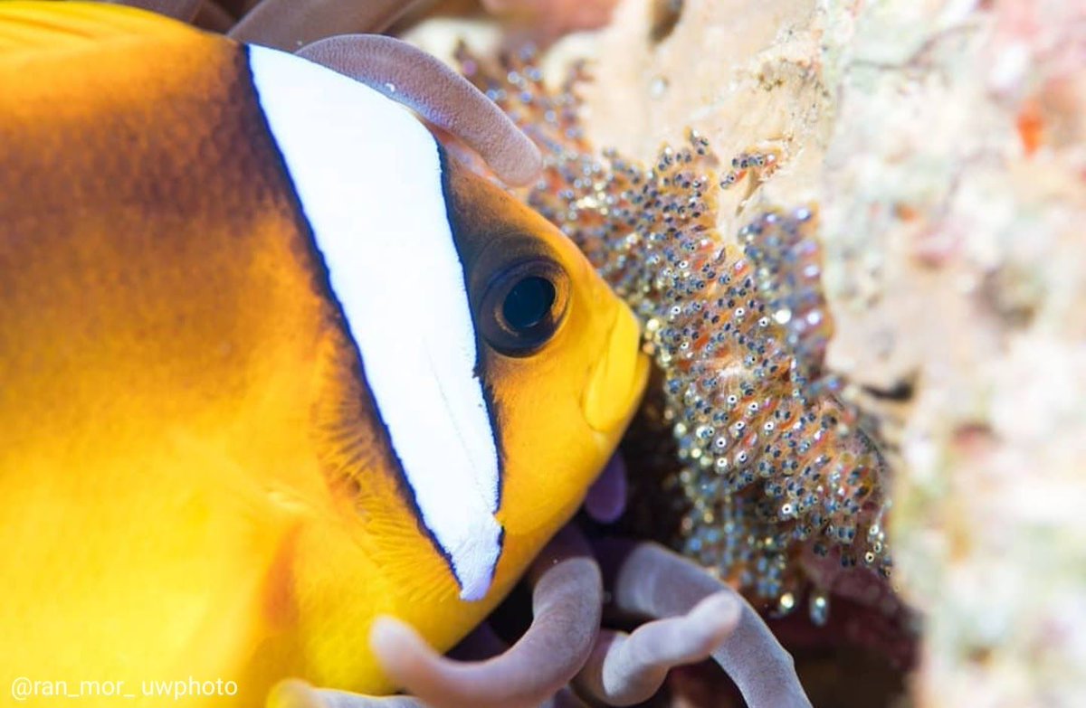 Photo of a orange and black and white striped clownfish blowing on countless eggs laid on a rock. You can see the fishes developing in the eggs, with huge eyes.