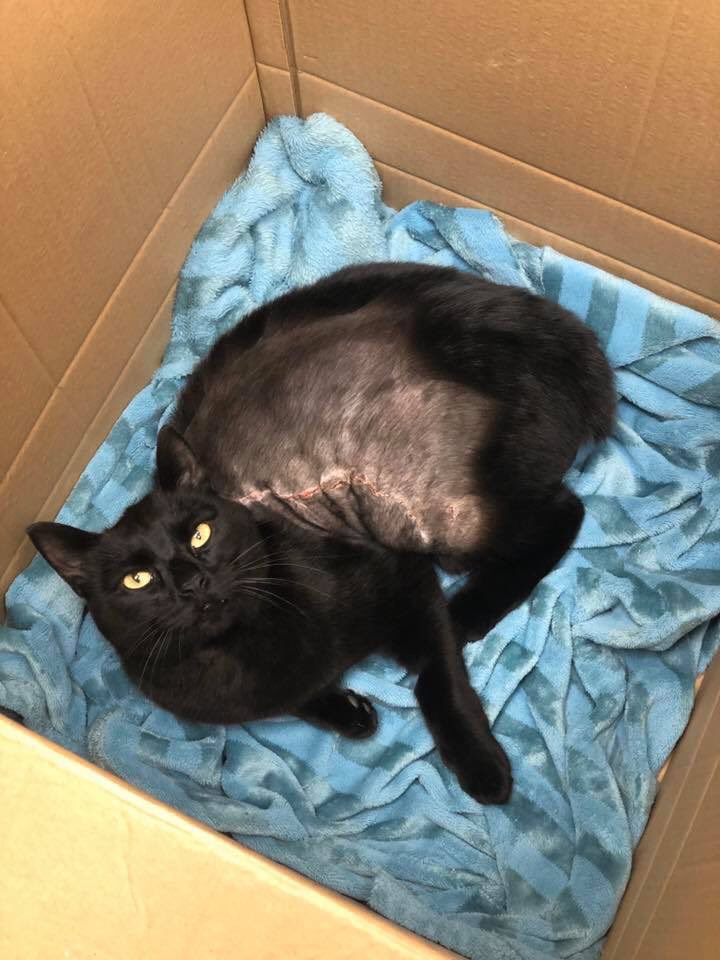 WhiteCrossVets's tweet photo. Bennie the brave! 💙 We think Bennie May have been locked in somewhere or burned. He sustained horrific injuries to his body wall and tail. Luckily no internal damage and he’s healing well from his ordeal https://t.co/EZllAWEZUr