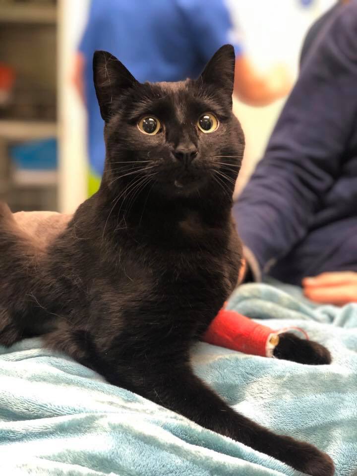 WhiteCrossVets's tweet photo. Bennie the brave! 💙 We think Bennie May have been locked in somewhere or burned. He sustained horrific injuries to his body wall and tail. Luckily no internal damage and he’s healing well from his ordeal https://t.co/EZllAWEZUr
