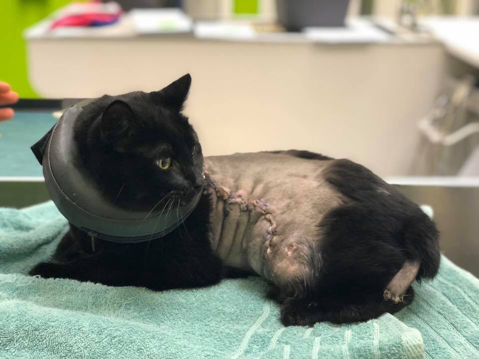 WhiteCrossVets's tweet photo. Bennie the brave! 💙 We think Bennie May have been locked in somewhere or burned. He sustained horrific injuries to his body wall and tail. Luckily no internal damage and he’s healing well from his ordeal https://t.co/EZllAWEZUr