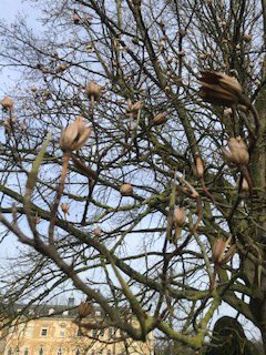 helengreen74's tweet photo. #tree identification? Almost like dried #magnolia!? @LAGUSCELLO any suggestions? Thanks! https://t.co/EZJqzkuGqV