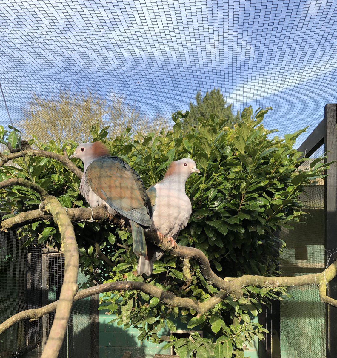 2 beautiful coloured birds sat on a perch in an enclosure.