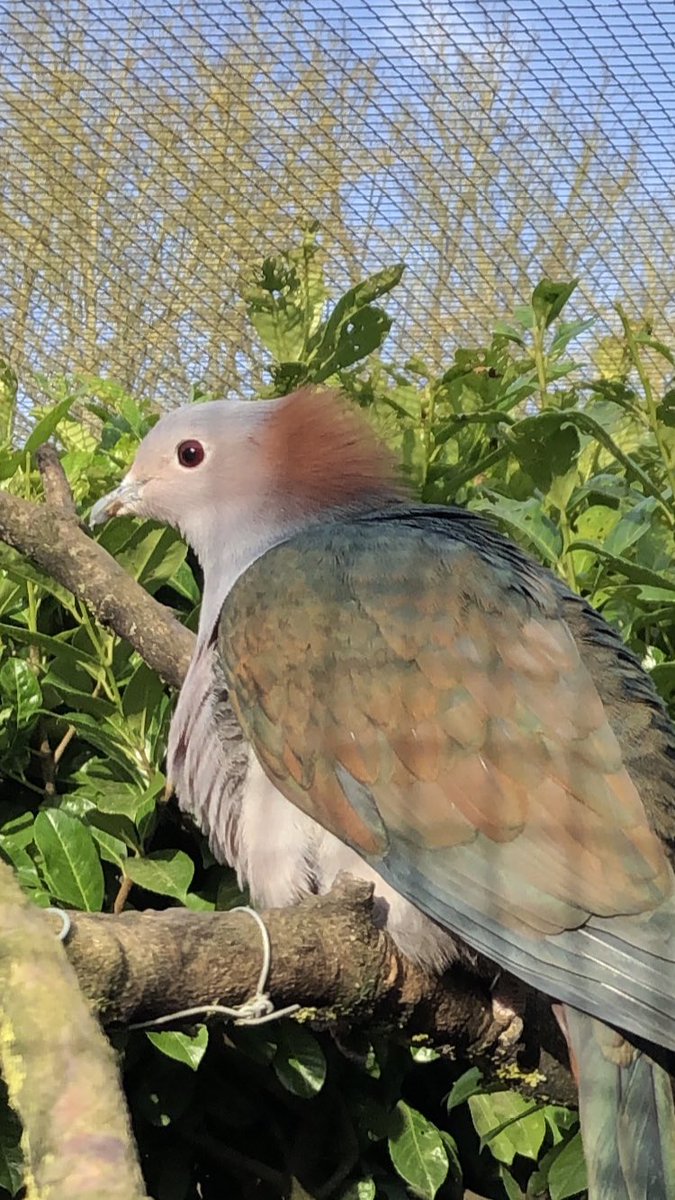 A close up of a beautiful bird on a perch in an enclosure. The bird has fluffy feathers on its head.