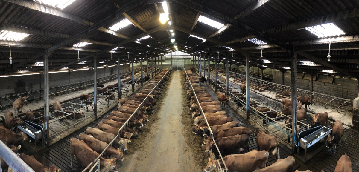180 calved, nearly there! #teamdairy #Februdairy <a href="/GrahamsDairy/">Grahams The Family Dairy</a> <a href="/BOBLIVESTOCK/">Best of Breed Livestock</a>