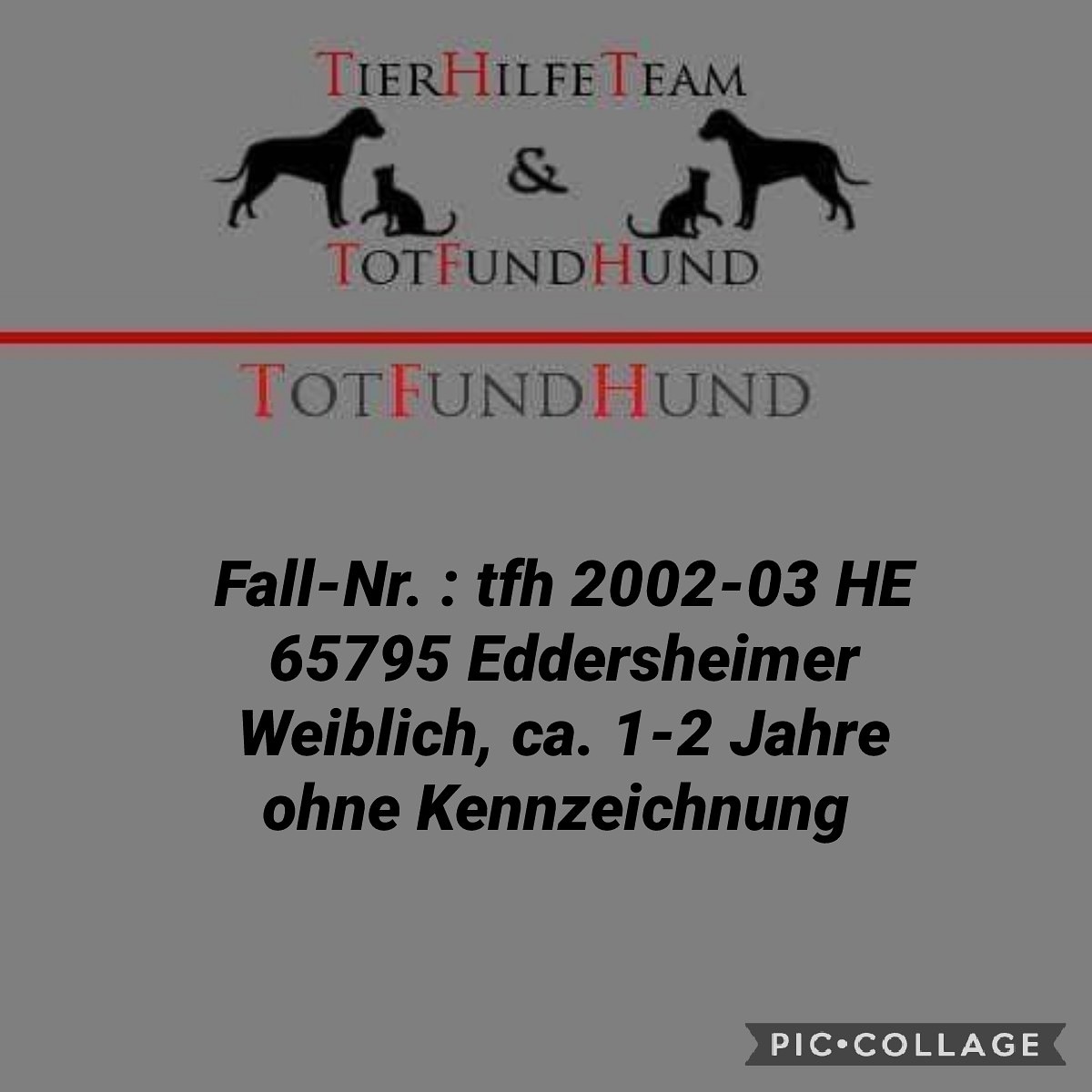 TierhilfeT's tweet photo. Fall-Nr. : tfh 2002-03 HE
Funddatum: 03.02.2020
Fundort: am Main in 65795 Eddersheim
Bundesland: Hessen
Rasse: unbekannt
Geschlecht: weiblich
Alter: ca. 1-2 Jahre
Größe: klein
Fell: Fellreste an den Vorderpfote sind braun-weiß
Chip/Tattoo: keine

https://t.co/NOaDccDDjj https://t.co/AGi1NO8uHH