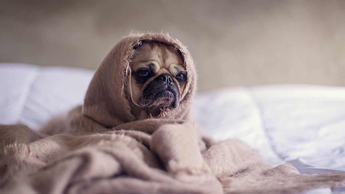 OfficialTGIOF's tweet photo. It's #NationalSickieDay but can a duvet day actually be beneficial? Well, yes it can and here's why... https://t.co/gFprdvC9y6 #duvetday #livelearnthrive https://t.co/9SbgwOVUdV
