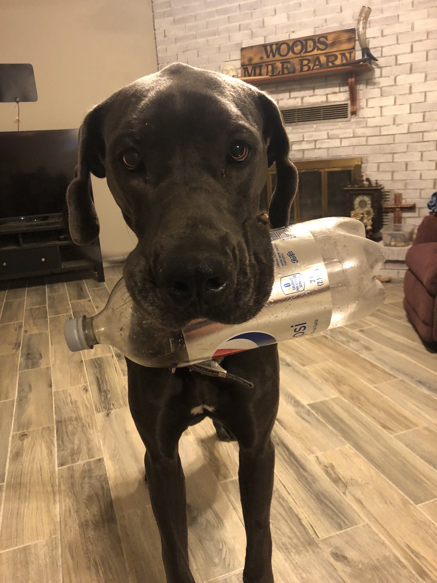 DaneDozer's tweet photo. Blue is weird. #danes #greatdanes #bigdogs #puppy #dogsoftwitter https://t.co/C9HLooQpMP