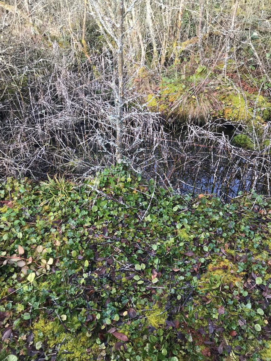 EcoTcd's tweet photo. Round-leaved Wintergreen (Pyrola rontundifolia) is a rare species found in Co. Westmeath. It’s protected under 1999 Flora Protection Order listed in the red data list of Irish plants. ☘
#hydrology #ecology #wetlands #plants #rareplants #protection #westmeath #bog #fen https://t.co/brTU7aoYS6