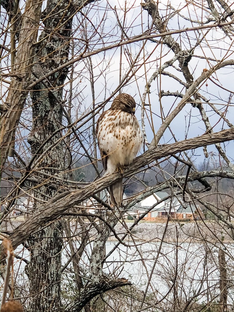 GroxioLearning's tweet image. It’s #badcodepuns Monday!! Today’s theme is birds!! We saw hawks, eagles, pelicans and cranes on the #tnrriver this weekend! Whatcha got #techtwitter?