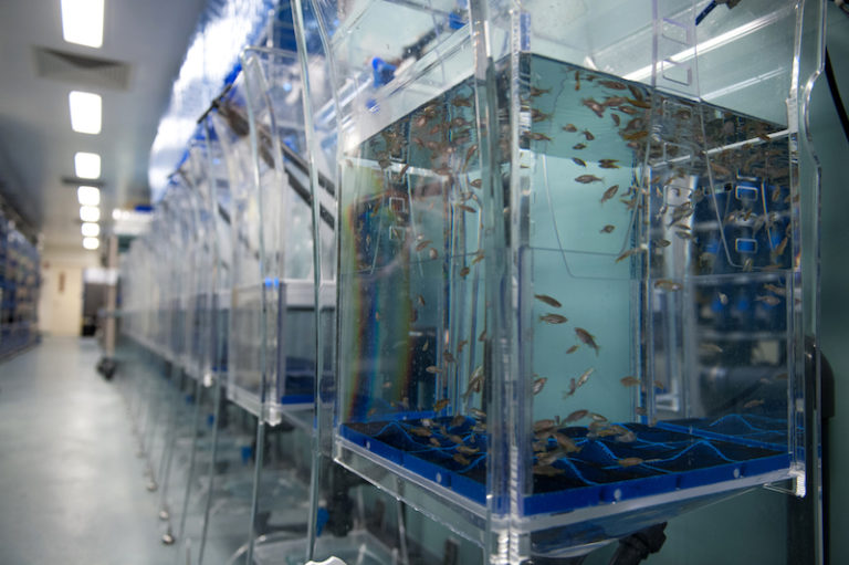 Zebrafish breeding tanks