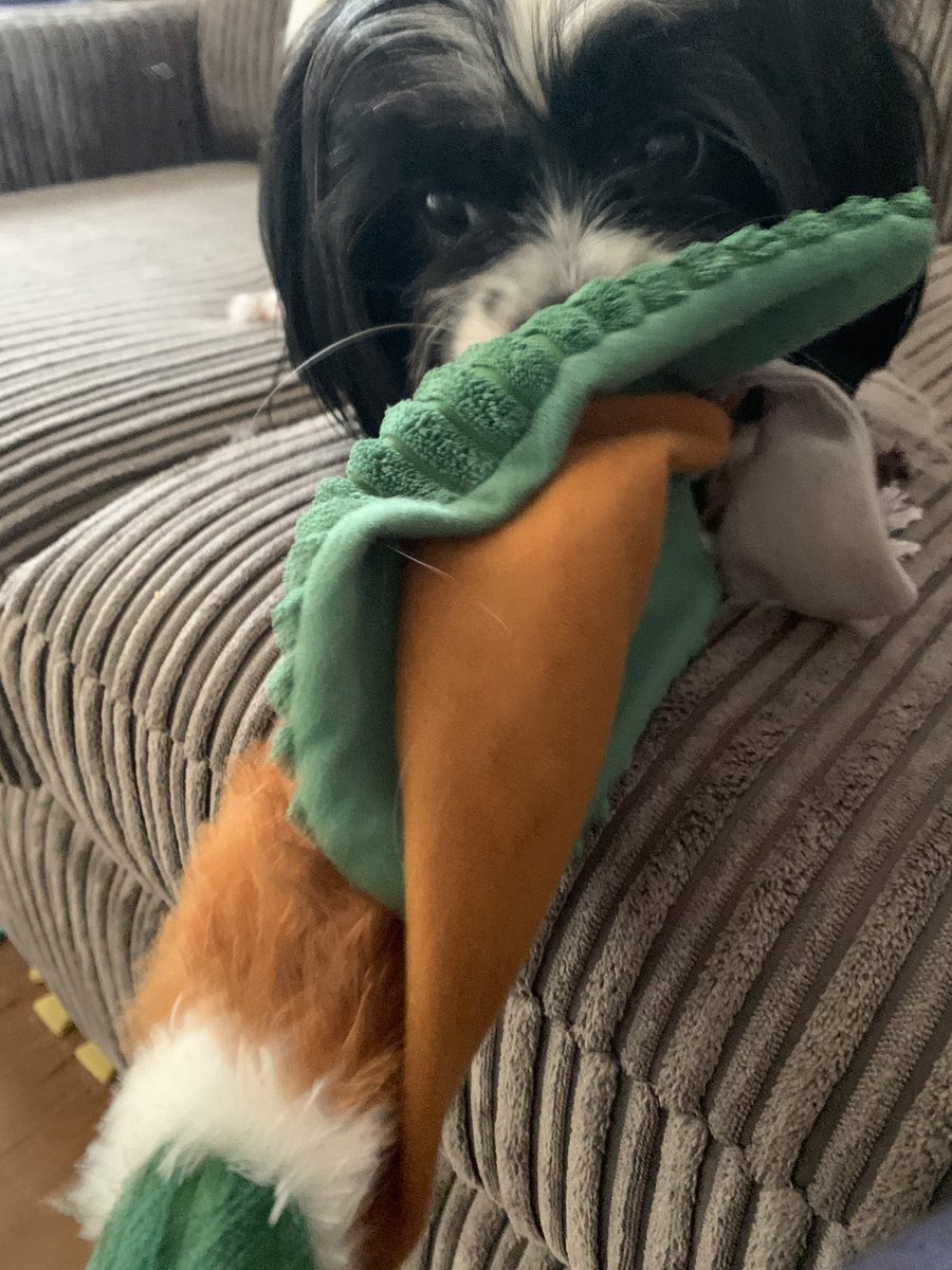 xLauraEdwardsx's tweet photo. 3 today! @Tilly95156835  fergus is loving his birthday present https://t.co/bisSxXqNAR