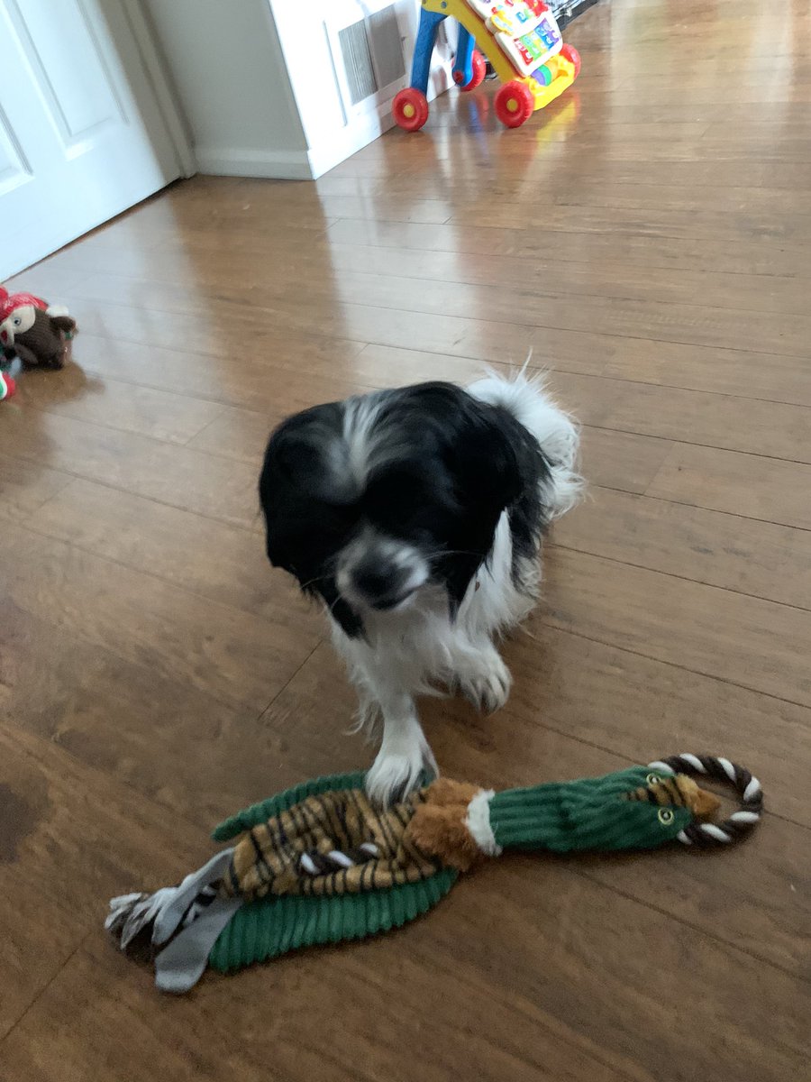 xLauraEdwardsx's tweet photo. 3 today! @Tilly95156835  fergus is loving his birthday present https://t.co/bisSxXqNAR
