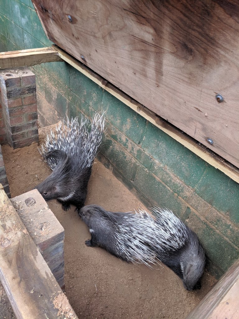 3 porcupines in an enclosure. They are very good.