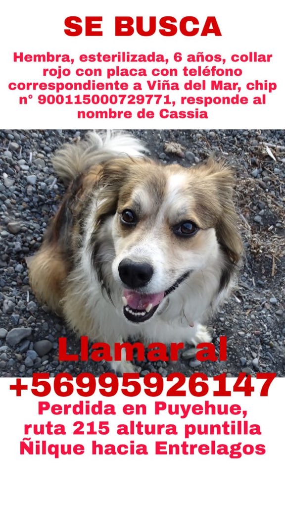 Alealfarov's tweet photo. Hola se perdió esta perrita en Puyehue cerca del lago , por favor difundir @mrs_carvalho https://t.co/OlJSE6I4MC