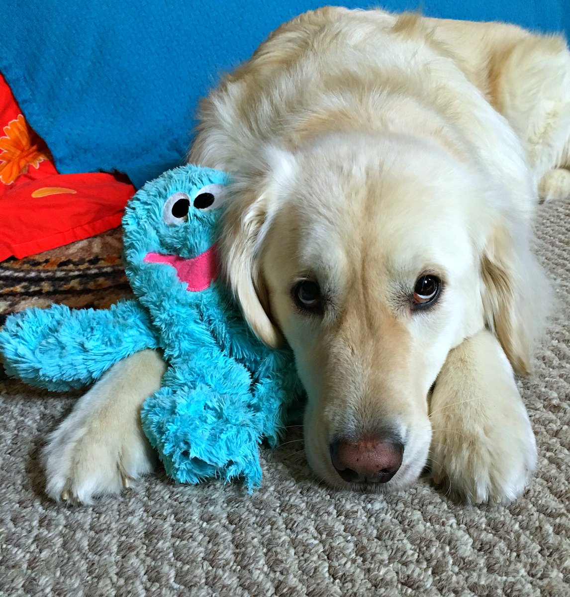 White fluffy Golden retriever dog is lying in a bedroom snuggled up w/ a blue stuffed Octopus. The octopus has big white and black eyes and a crooked pink smile. 