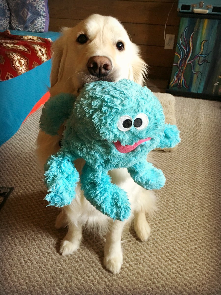 White fluffy Golden retriever dog is sitting in a bedroom holding a blue stuffed Octopus. The octopus has big white and black eyes and a crooked pink smile. 