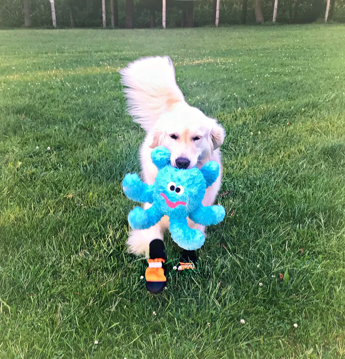 White fluffy Golden retriever dog is playing in a green field  w/ a blue stuffed Octopus. The octopus has big white and black eyes and a crooked pink smile. The dog is wearing orange boots. 