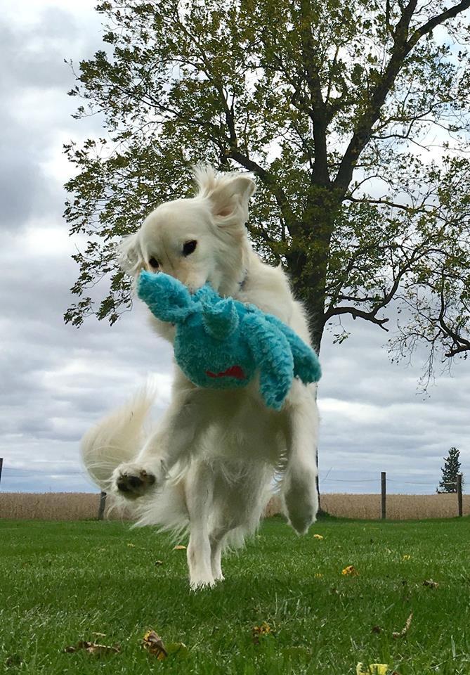 White fluffy Golden retriever dog is playing in a green field  w/ green trees in the background w/ a blue stuffed Octopus. The dog is jumping in the air with his paws out stretched in an action shot. 