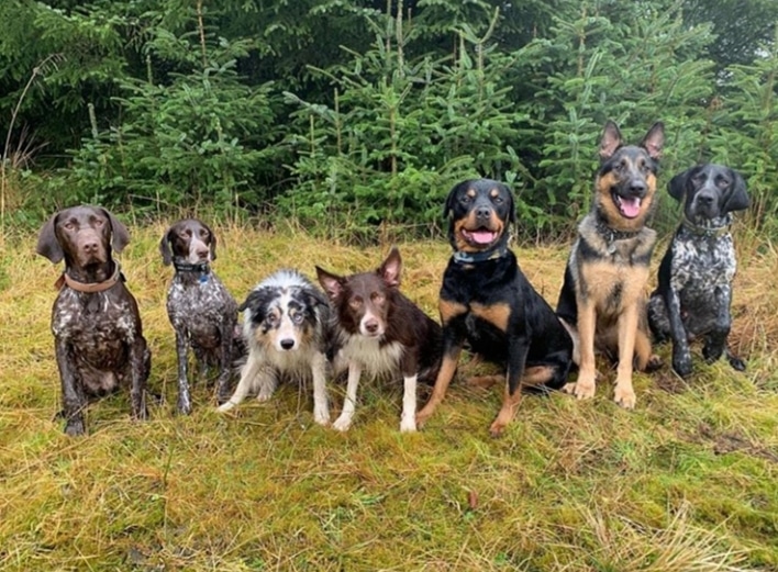 Seven very good dogs get ready for a forest walk