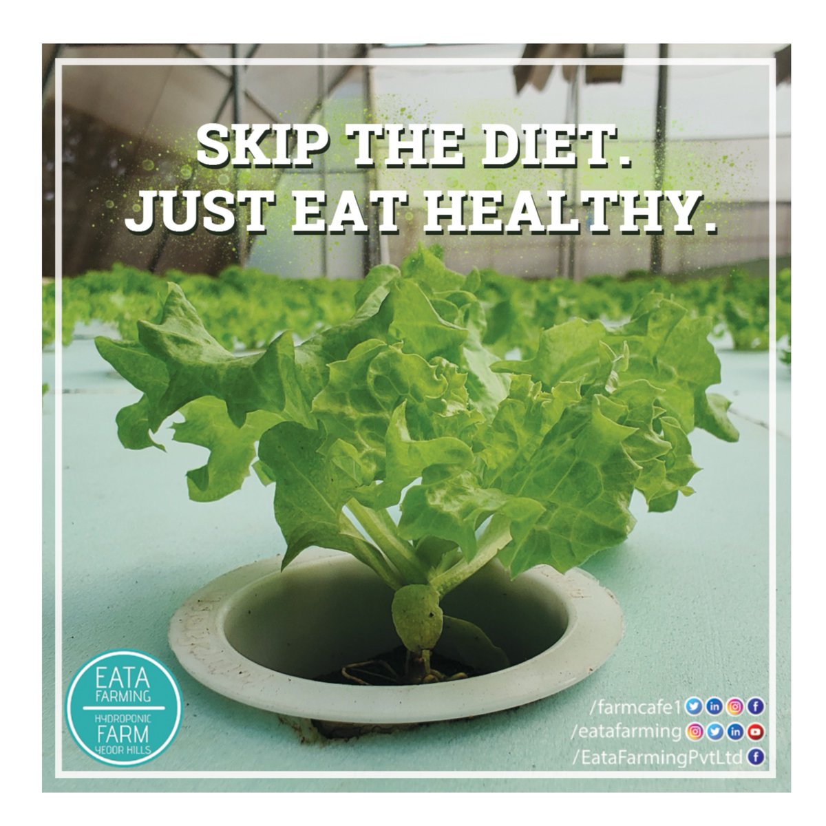 FarmCafe1's tweet photo. Just eat healthy.
.
#organicfood #butterheadlettuce #organic #vegan #natural #healthyfood #nutrition #healthylifestyle #organicfood #eatingorganic #chooseorganic #thinkorganic #eatafarming https://t.co/oGQ656Q2pD