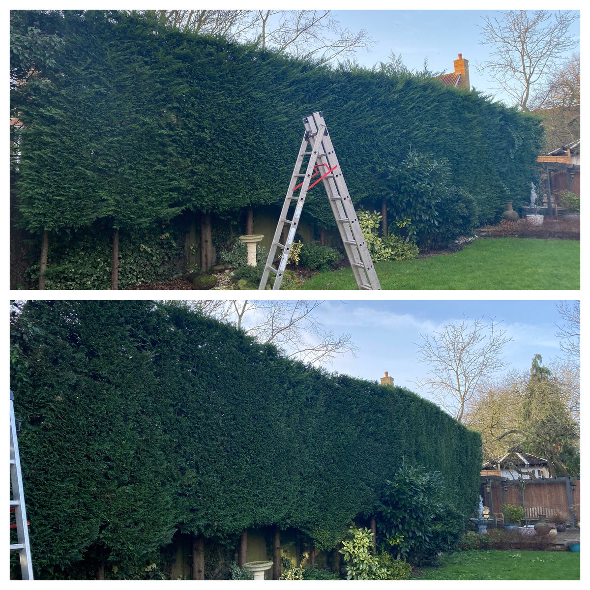 MaslinJonesLtd's tweet photo. A busy morning today with over conifer hedge trimmed and a section of trees and ivy cut down to the same level!
#Maslinjones 
#MiktonKeynes 
#garden 
#gardener 
#gardening 
#gardenmaintenance 
#hedges
#hedgecutting 
#Stihlhedgecutter
#hedge
#prune
#trim
#hedgework  
#stihl https://t.co/oFxrIXmomr
