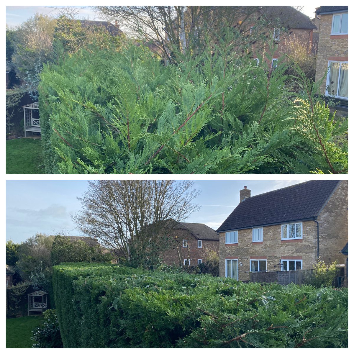 MaslinJonesLtd's tweet photo. A busy morning today with over conifer hedge trimmed and a section of trees and ivy cut down to the same level!
#Maslinjones 
#MiktonKeynes 
#garden 
#gardener 
#gardening 
#gardenmaintenance 
#hedges
#hedgecutting 
#Stihlhedgecutter
#hedge
#prune
#trim
#hedgework  
#stihl https://t.co/oFxrIXmomr