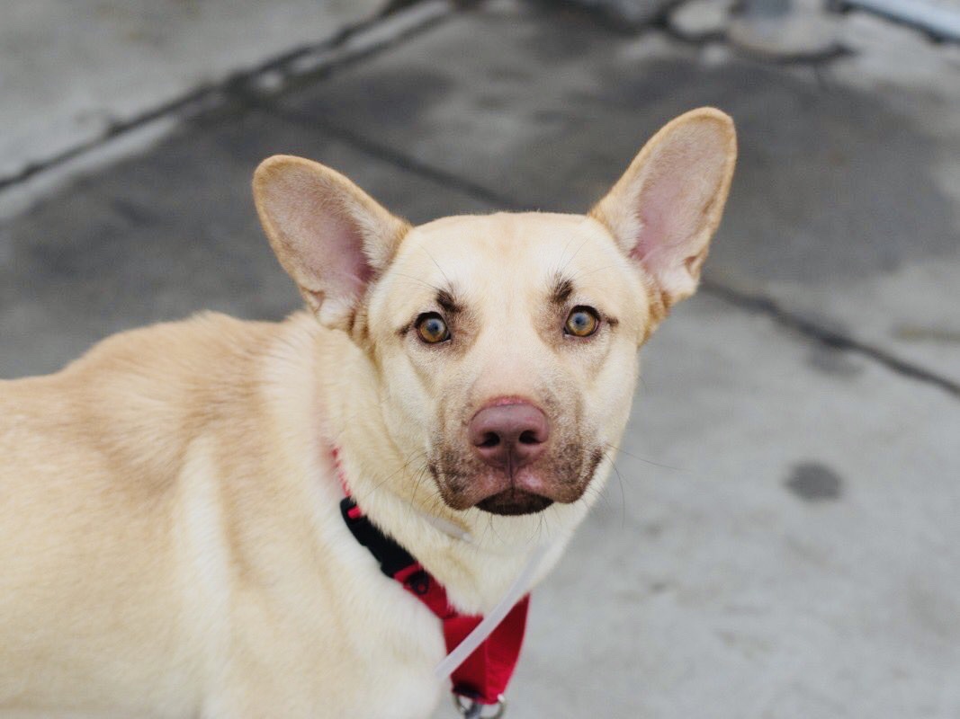 KeithOlbermann's tweet image. WHY A DOG LIKE GHOST MIGHT BE SCARED IN A KILL SHELTER always eludes @nycacc. 9 months old, gentle with people, dogs, trained, dumped. HE’S SCARED BECAUSE THEY’LL KILL HIM. Arrived Weds., dead Tuesday? Pledges for Ghost #87374 via @TomJumboGrumbo PLEASE RT newhope.shelterbuddy.com/Animal/Profile…