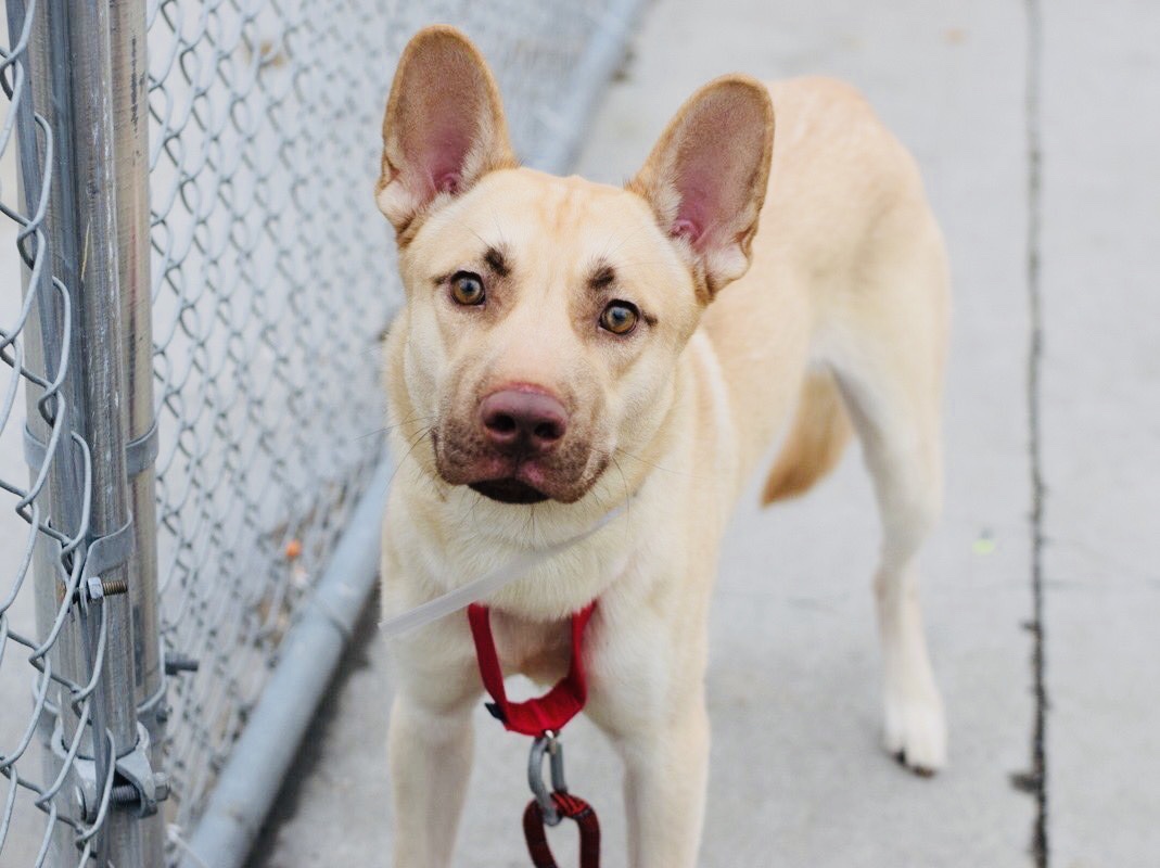 KeithOlbermann's tweet image. WHY A DOG LIKE GHOST MIGHT BE SCARED IN A KILL SHELTER always eludes @nycacc. 9 months old, gentle with people, dogs, trained, dumped. HE’S SCARED BECAUSE THEY’LL KILL HIM. Arrived Weds., dead Tuesday? Pledges for Ghost #87374 via @TomJumboGrumbo PLEASE RT newhope.shelterbuddy.com/Animal/Profile…