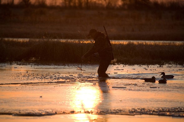 A waterfowl hunter walks through a wetland.