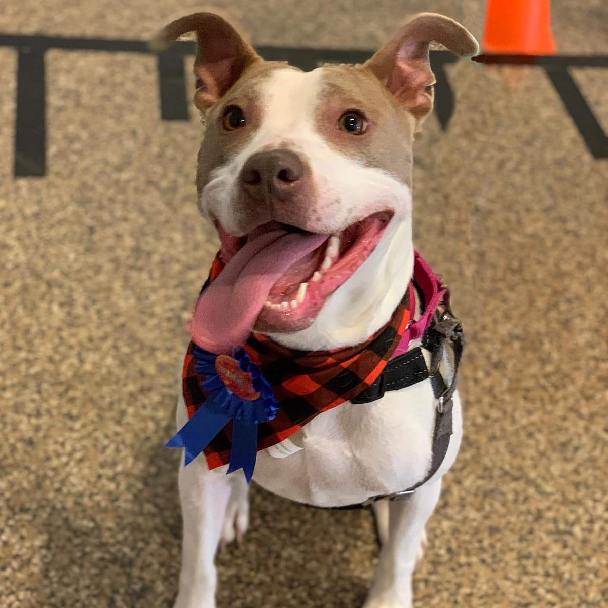 LCPitCrew's tweet image. Adorable adoptable Muriel!