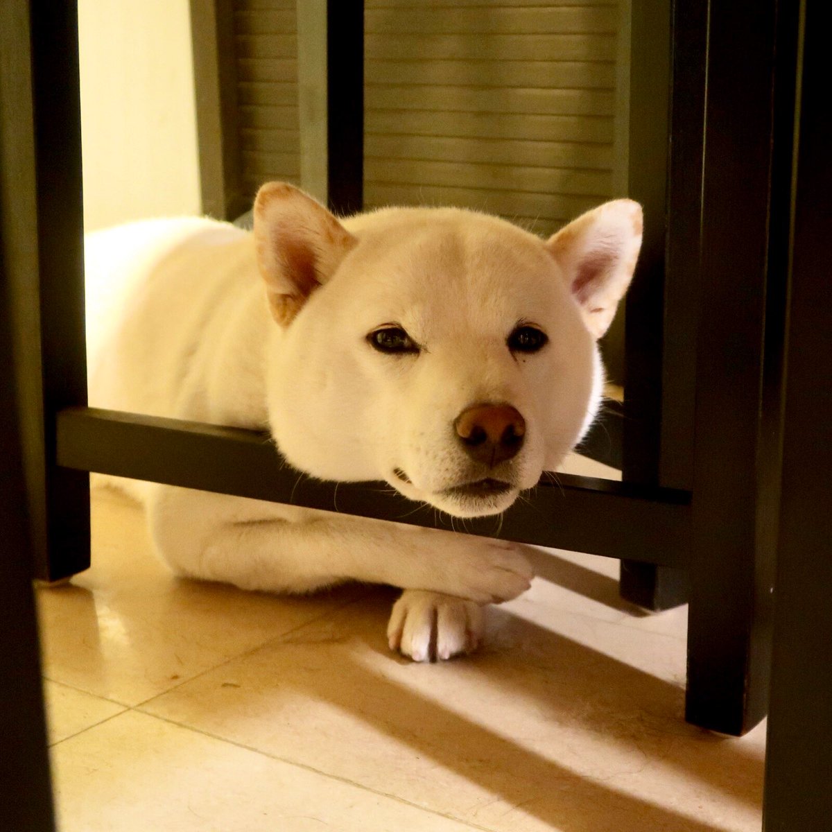 Rie りえ 1匹足りないと思ったら テーブルの下で寝てた 我が道を行く柴犬 めちゃめちゃ可愛い 香港犬生活 唐狗 ロットワイラー Rottweiler 白柴 柴犬 香港 Hongkong