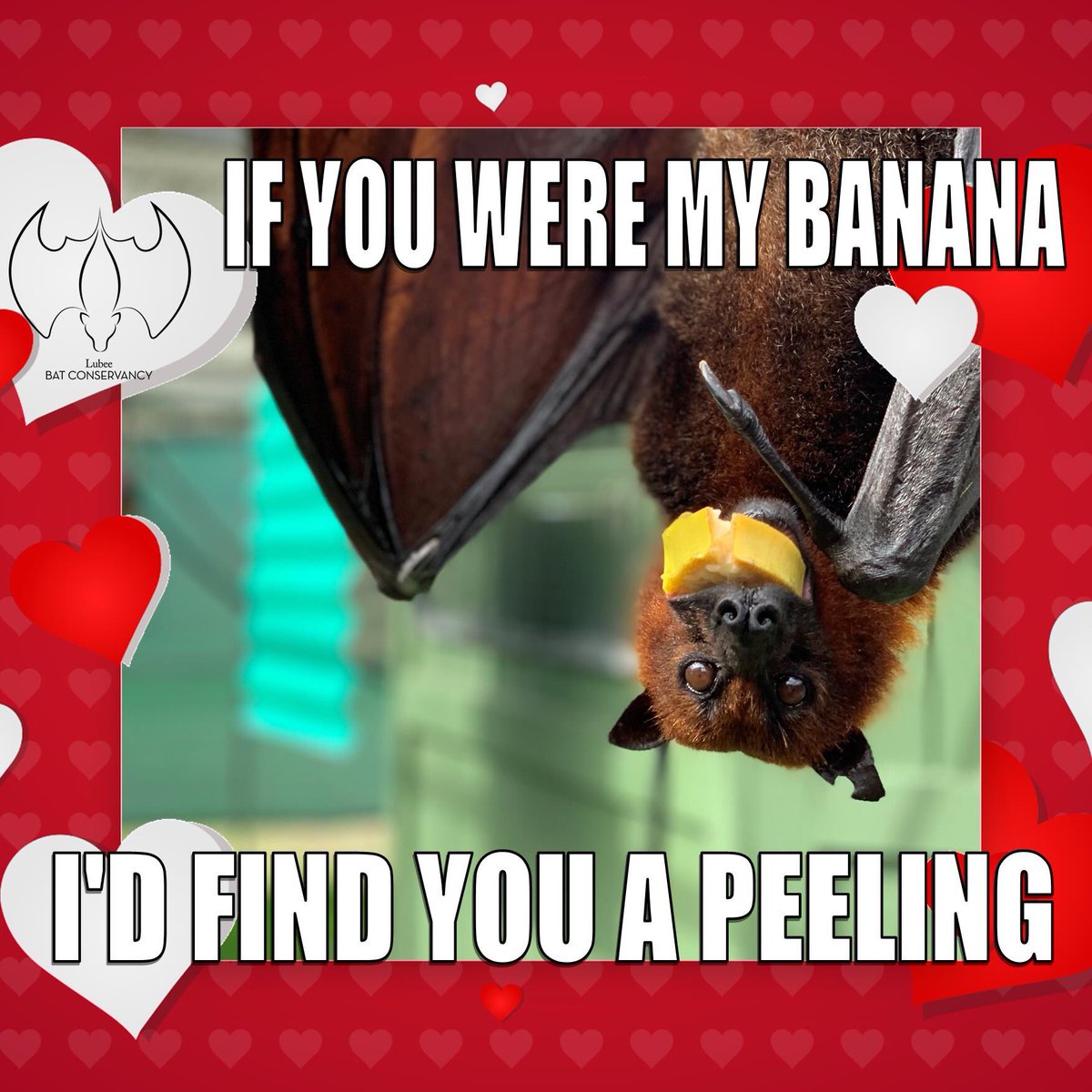 BatConservancy's tweet photo. Totally groan worthy Monday morning #wingflapper! ๐ Share a punny day with a loved one during our Valentine's Day Tours! https://t.co/y8tbeLQu5k https://t.co/bOsq8ct2nT