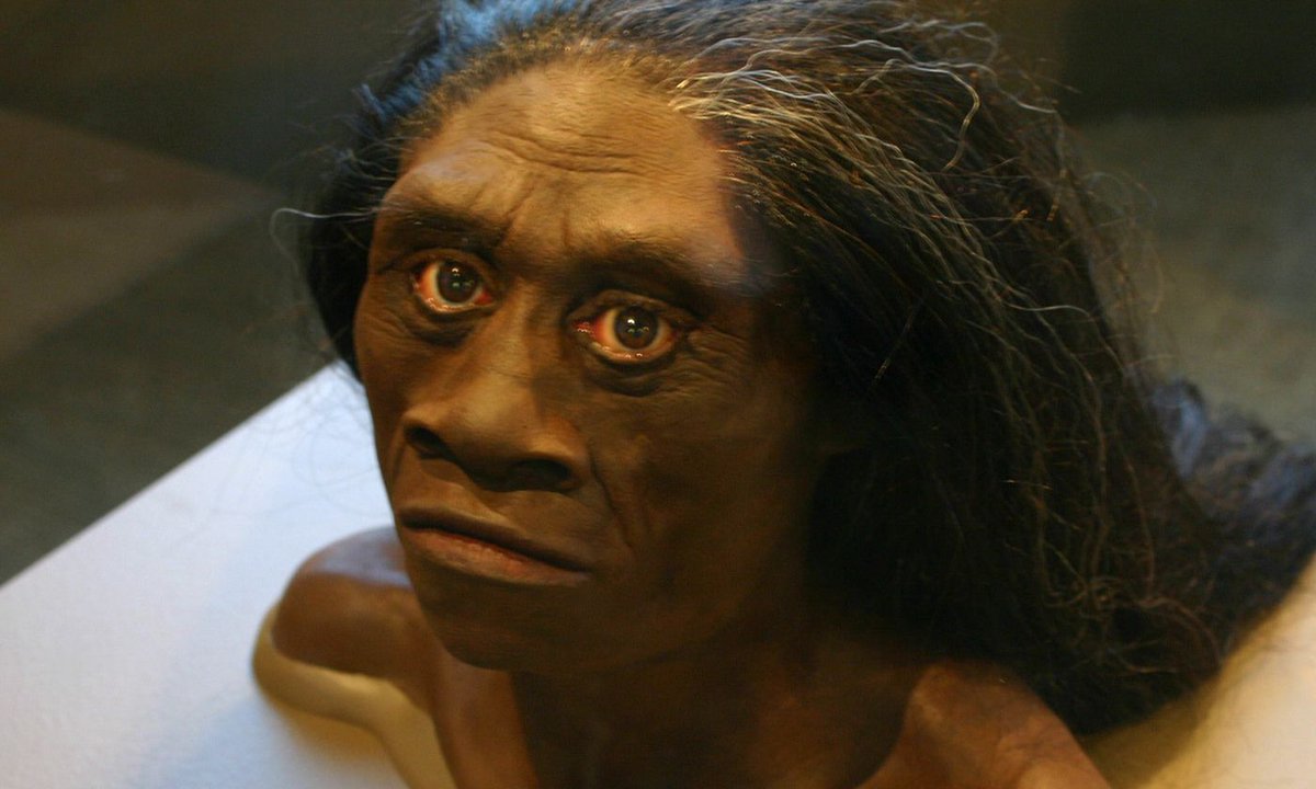 FossilHistory's tweet photo. Indonesian folklore tells a tale about wild grandmothers of the forest who eat everything. Could the legend be about Homo floresiensis? While the answer is almost definitely no, the question itself is pretty fascinating. My latest for @aeon: https://t.co/uCWV6yInfu #EbuGogo https://t.co/sita2TyHa9