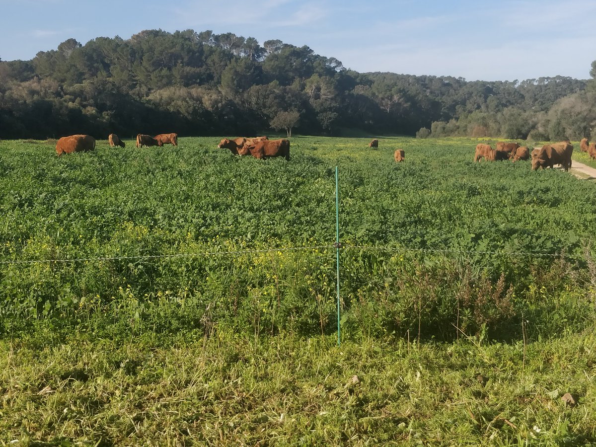 francescfont_'s tweet photo. This morning we worked with #holisticmanagement , #keylinedesign , and training on olive oil for chefs. #SonFelip is starting to be a mediterranean farm with many faces. 👩🌾💚😉 @polyfaces https://t.co/8EnAd7jwh3