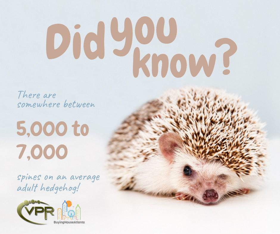 BuyingHouseATL's tweet image. We would like to give special thanks to whoever counted hedgehog's spines and made this fun fact possible 😄

#BuyingHouseAtlanta #Virtualpropertiesrealty #movingtogeorgia #GArealtor #Alpharettarealtor #Johnscreekrealtor #Cummingrealtor #Miltonrealtor