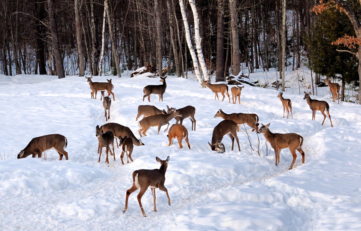 Herd of deer browsing for food in snow