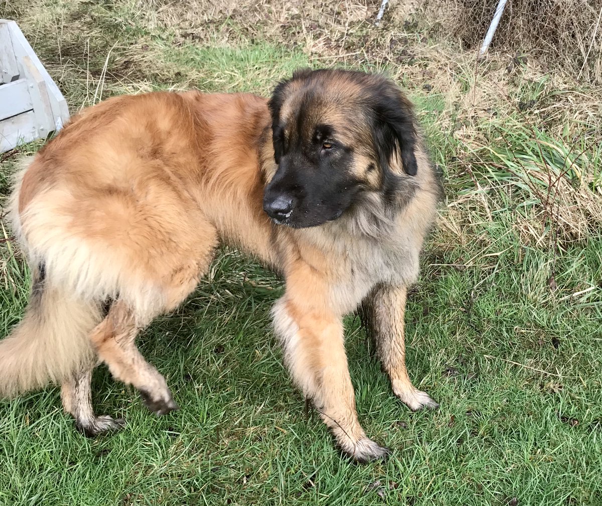 mc2hampion's tweet image. I&apos;ll miss my colleagues on the #MSEdgeDev team 😿 but I get to spend more time with my best bud and farm colleague