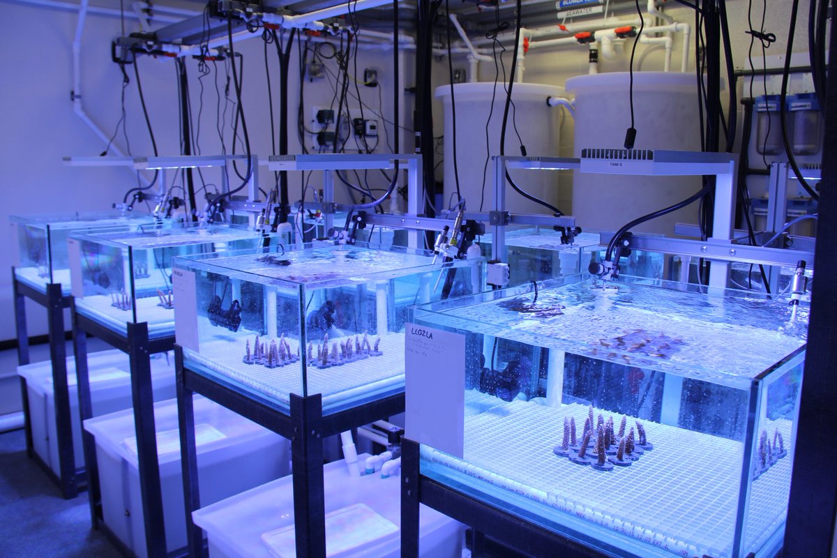 Small corals are seen in clear tanks in the Experimental Reef Lab in Miami. 