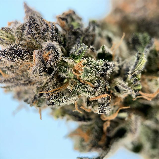 localjointaz's tweet photo. What a beauty! Grow Science’s Magnum Opus 😛 @growsciences •
•
•
•
•
#keepitlocal #shoplocal #puffco
#localjoint_az  #cannabislove #beautifulday
#rollitup #420lifestyle #mmj
#elevateyourself #localjoint #smokeajoint 
#chillax #passiton #cheers
#gi… https://t.co/9FTiIyEAVX https://t.co/jDMkb68Z5m