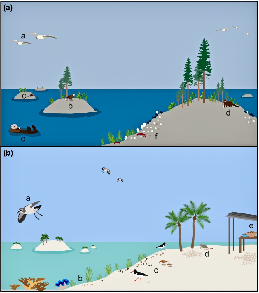 KieranCx's tweet photo. Our recent review of how shellfish subsidies enter and influence coastal ecosystems. Based on observations from Calvert Is, this inquiry builds on the work of many admirable researchers. Supported by @HakaiInstitute @uvic @NSERC_CRSNG @EcographyJourna 

https://t.co/4iH0RrzIYj https://t.co/JhcTgzVbCK