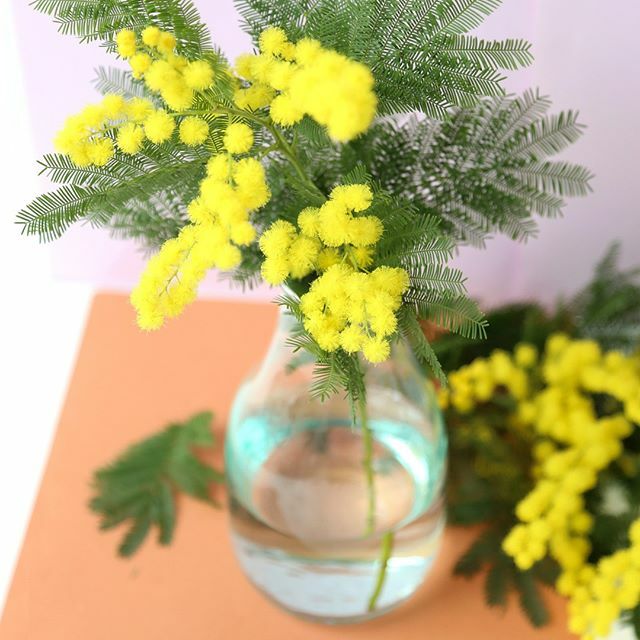 Mimosa is now in bloom in London. I love putting my nose to the flowers, feeling the soft delicate brush of the flowers and leaves on my face. And that scent, so sweet and beautiful. ⠀⠀⠀⠀⠀⠀⠀⠀⠀

#inspiredbynature_ #inspiredbypetals…