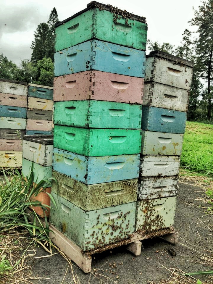 BigIslandBees's tweet photo. #ThrowbackThursday 😮 https://t.co/HdIJYX7BOx
