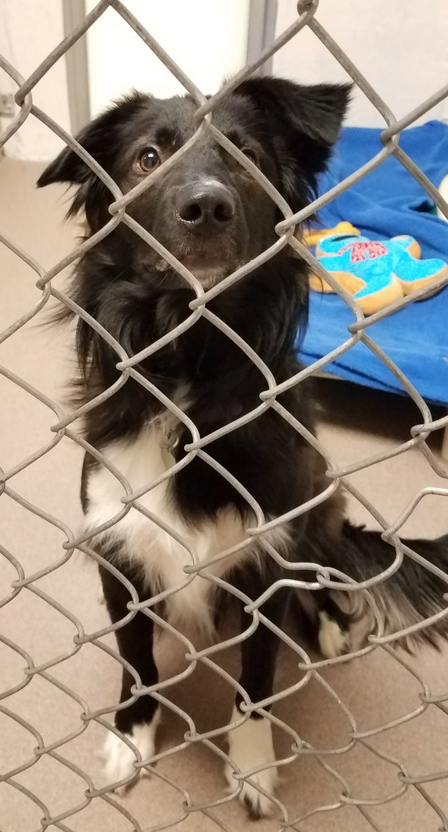 Dog behind a fence indoors