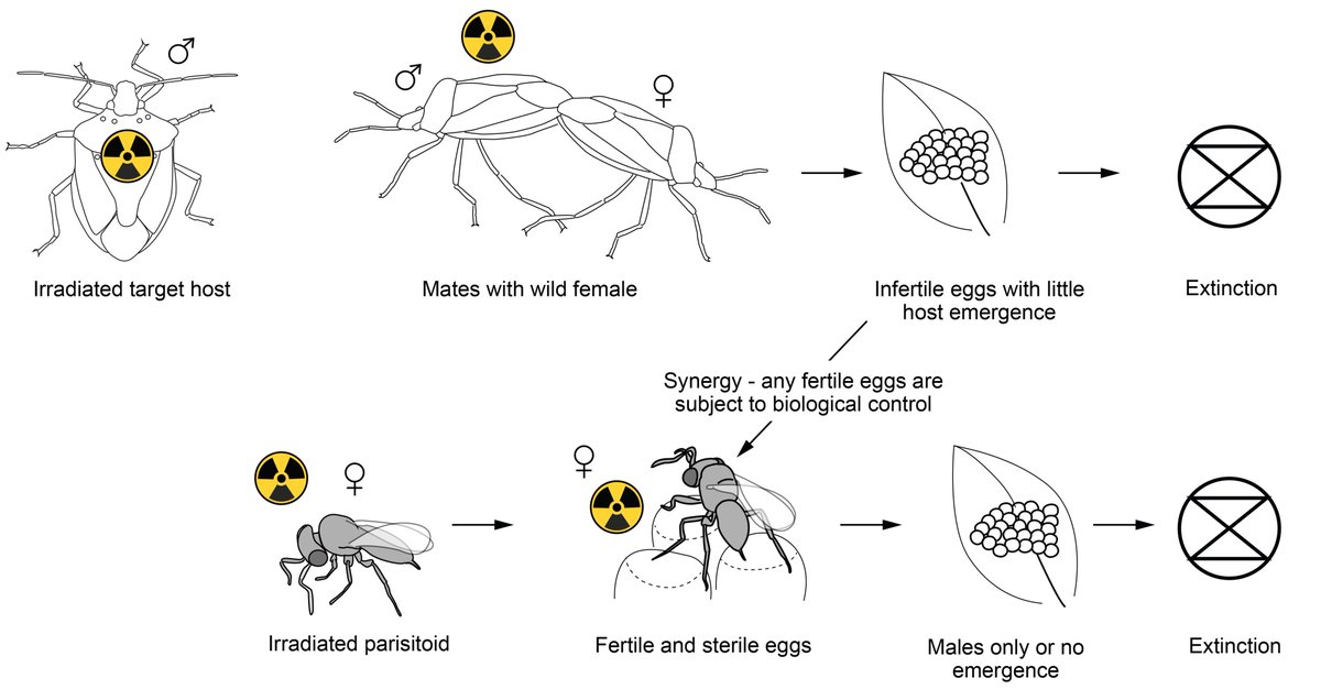 Prof Max Suckling (@profsuckling) on Twitter photo Integrating Sterile Insect Technique with the release of sterile classical biocontrol agents for eradication: is the Kamikaze Wasp Technique feasible? Forum paper by Kiran Horrocks <a href="/B3Director/">former B3 Director</a> <a href="/HortNZ/">Horticulture New Zealand</a> <a href="/MPI_NZ/">Ministry for Primary Industries</a> <a href="/ScienceUoA/">Faculty of Science, University of Auckland</a> bit.ly/3b9BNB2 Integrating Sterile Insect Technique with the release of sterile classical biocontrol agents for eradication: is the Kamikaze Wasp Technique feasible? Forum paper by Kiran Horrocks <a href="/B3Director/">former B3 Director</a> <a href="/HortNZ/">Horticulture New Zealand</a> <a href="/MPI_NZ/">Ministry for Primary Industries</a> <a href="/ScienceUoA/">Faculty of Science, University of Auckland</a> bit.ly/3b9BNB2