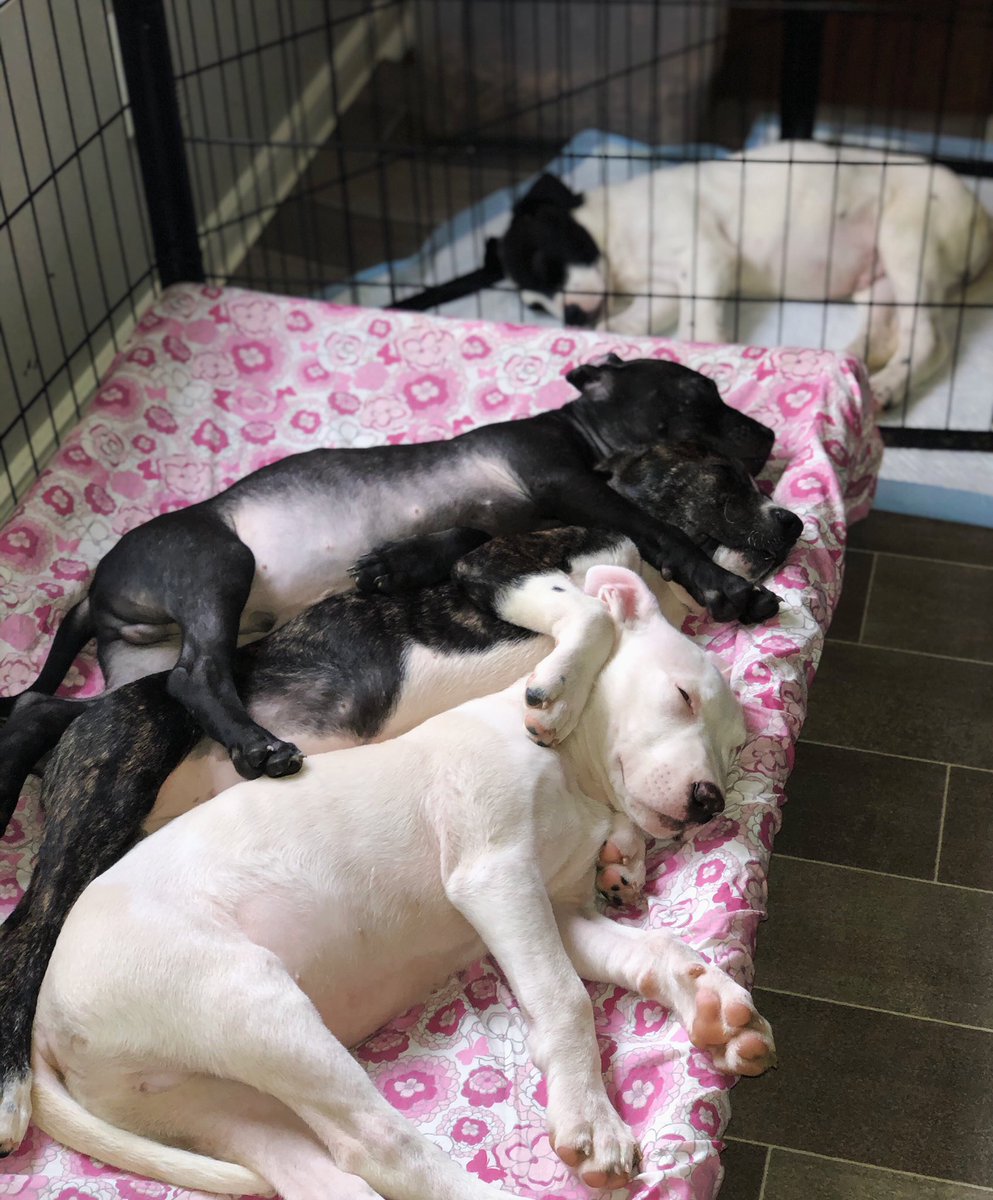 rangersreach's tweet photo. nap time...there’s always that one puppy that prefers sleeping on potty pads ❤️😂 

From top to bottom: Cort, Craven, Pressly, Po

#rangersreach https://t.co/gbD89zDqQ5